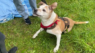 Hund Rugby auf einer Wiese in Stuttgart-Zuffenhausen.