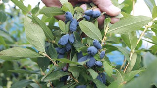 sibirische Haskap-Beeere