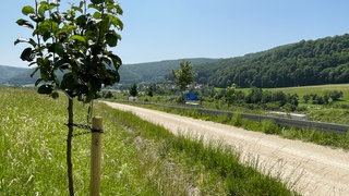 Ein frisch gepflanzter Baum neben der A8. Für den neuen Albaufstieg werden 1.000 neue Obstbäume gepflanzt.