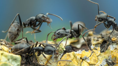 Mehrere Ameisen laufen über einen Ast