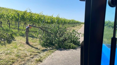 Angesägte und beschädigte Bäume am Kappelberg in Fellbach 