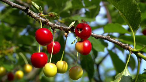 Mehrere Kirschen mit unterschiedlichem Reifegrad hängen an einem Ast. 