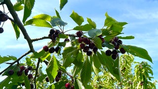 Reife, rote Kirschen hängen am Baum.