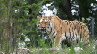 Einer der beiden Amur-Tiger steht mit leicht geöffnetem Maul auf Gras und Steinen. In der Wilhelma wurde am Mittwoch das neue Tiger-Gehege eingeweiht. 