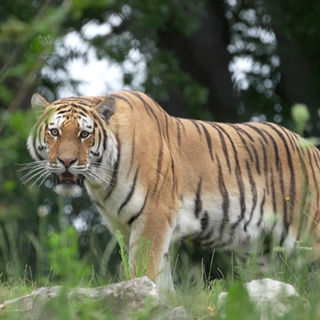 Einer der beiden Amur-Tiger steht mit leicht geöffnetem Maul auf Gras und Steinen. In der Wilhelma wurde am Mittwoch das neue Tiger-Gehege eingeweiht. 