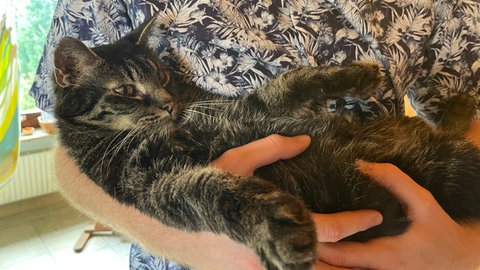 Kater Cäsar kommt nach 13 Jahren zurück