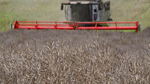 Ein Mähdrescher bei der Ernte.