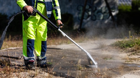 Die Tapinoma Magnum wird hier mit Heißwasser bekämpft.