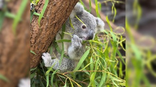 Koala-Jungtier Jimbelung im März 2025. Der Koala ist im August in der Wilhelma gestorben.