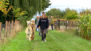 Wanderung mit Alpakas: Siri geht mit Alpakahengst Koala voraus.