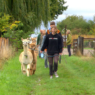 Wanderung mit Alpakas: Siri geht mit Alpakahengst Koala voraus.