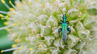 Ein Grüner Scheinbockkäfer auf einem blühenden Lauch in einem Garten. (Archivbild)