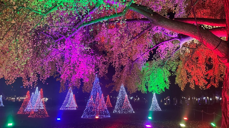 Mehrere Tannenbäume aus Lichtern