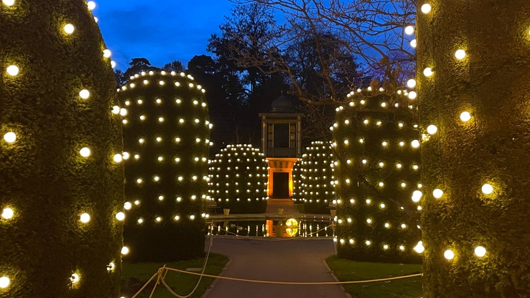Große Buchsbäume sind mit Lichtern versehen
