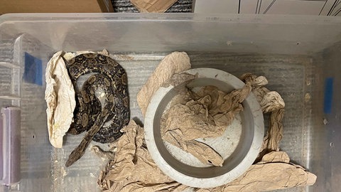 Nach einem Tipp hat das Stuttgarter Veterinäramt fast 50 Schlangen in einem Wohnhaus entdeckt.