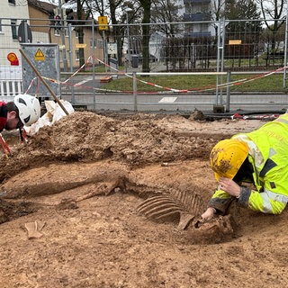 Fachleute graben in Stuttgart-Bad Cannstatt bestattete Pferde aus Zeiten des Römischen Reichs aus.