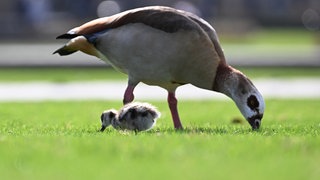 Eine Nilgans und ihr Nachwuchs im Schlossgarten nach Futter.