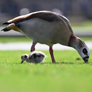 Eine Nilgans und ihr Nachwuchs im Schlossgarten nach Futter.