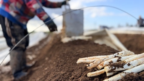 Die Saison für Spargel beginnt: In Fellbach beginn das Abernten des Gemüse aus den Folientunneln vergleichsweise früh. 