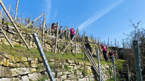 Arbeiten am Steilhang im Weinberg bei Ludwigsburg
