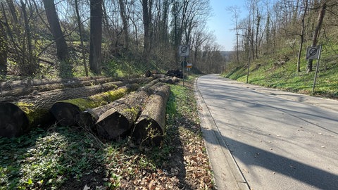 Gefällte Bäume wenige Meter oberhalb der Unfallstelle in der Klinglestalstraße in Waiblingen: In jüngster Zeit wurde entlang der Fahrbahn durch den Wald zwischen Kleinhegnach und Neustadt gerodet - allerdings nicht überall. So stürzten nun dennoch kurz hintereinander zwei Bäume auf die Straße - einer traf das fahrende Auto. 