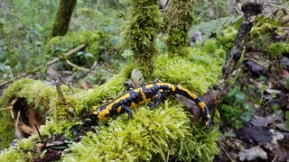 Im Kreis Göppingen entsteht ein neues Winterquartier zum Schutz von Feuersalamandern.