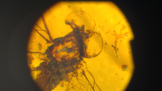 Eintagsfliege in Bernstein - jetzt wird untersucht, wie sich das Tier vor 100 Millionen Jahren fortgepflanzt hat. 