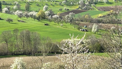 Im Kreis Esslingen stehen die Kirschbäume auf den Streuobstwiesen in voller Blüte.