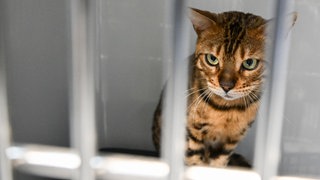 Immer mehr Haustiere werden ausgesetzt - vor allem Katzen. (Symbolbild)