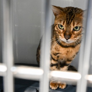 Immer mehr Haustiere werden ausgesetzt - vor allem Katzen. (Symbolbild)