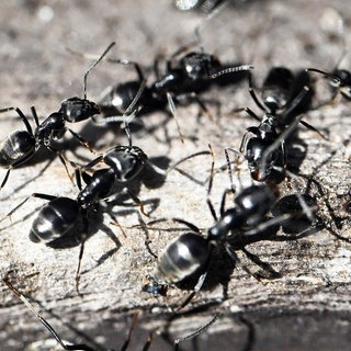 Schwarz-Weiß-Foto von invasiver Ameisenart