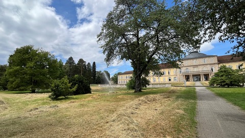 Die Trockenheit hat auch den Bäumen rund um das Schloss Hohenheim zugesetzt.