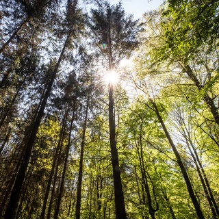 Sonne satt, der Wald durstet