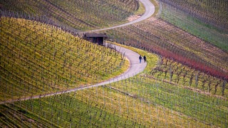 Zwei Menschen machen in den Weinbergen nahe Stuttgart-Uhlbach einen Spaziergang.
