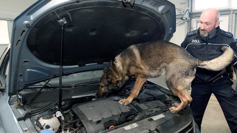 Zollhund bei der Arbeit 