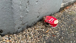 Ameisen krabbeln am Ameisenköder vorbei