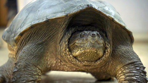 Die Schnappschildkröte ist inzwischen von Ludwigshafen nach München umgezogen.