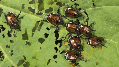 Mehrere Japankäfer auf einem Blatt, das Fressspuren aufweist 