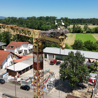 Störche auf Baukran