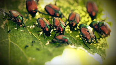 Der Japankäfer ist gefräßig und vermehrt sich schnell. 