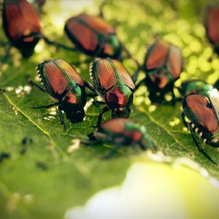 Der Japankäfer ist gefräßig und vermehrt sich schnell. 