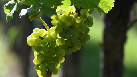 Trauben der Sorte "Findling" hängen im Gegenlicht in den Reben.