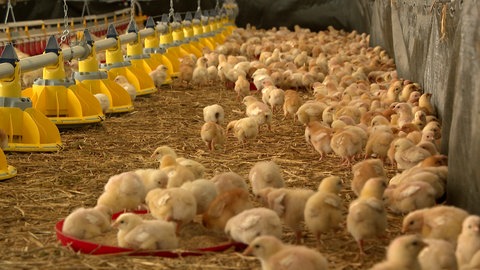 Die +Weidehühner vom Käppelehof in Höchenschwand