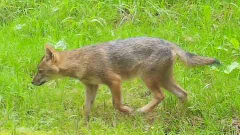 Goldschakal-Welpe im Landkreis Konstanz