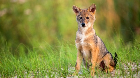 Ein junger Goldschakal-Welpe sitzt auf einer Wiese und schaut neugierig umher.