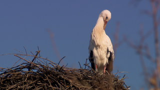 Storch sitzt auf seinem Nest. Das befindet sich auf dem Dach eines Hauses.