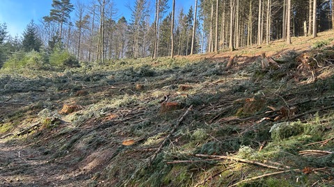 Dass bereits Bäume gefällt wurden, hatte in der Bevölkerung für Verwunderung gesorgt. Laut Landratsamt hat aber alles seine Richtigkeit.  