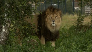 Im Raubtierpark Tatzmania in Löffingen (Kreis Breisgau-Hochschwarzwald) ist der "König der Tiere" zu bewundern.
