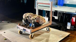 Eine Fliegerbombe aus dem Zweiten Weltkrieg wird nach ihrer Entschärfung in Freiburg abtransportiert.