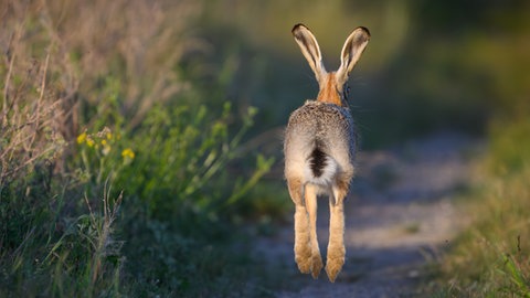 Ein Feldhase hüpft davon (Sujetbild). Doch was hat ein Hase mit Eiern und Ostern zu tun? Immerhin dreht sich das Fest ja (auch) um ihn.